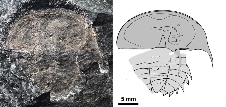 The fossil horseshoe crab and a line drawing of the specimen. Credits: Paris Museum of Natural History